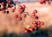 głóg choroby serca nadciśnienie działanie nasercowe.jpg